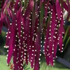 Red Mistletoe Cactus Rhipsalis Seeds – Heirloom Non-GMO Succulent for Home Garden Planting
Sale seeds for home garden