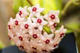 Fresh Hoya Flower seeds for Planting - Easy to Grow, Heirloom & GMO Free Seeds for Home Garden
Sale seeds for planting in home garden