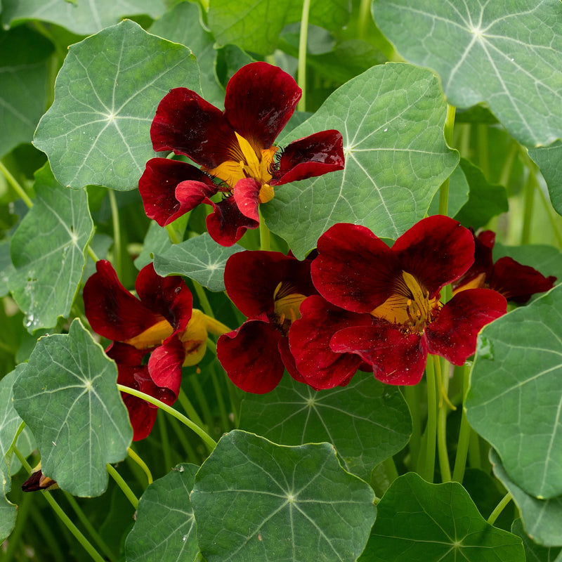 Maroon Nasturtium Flower Seeds Colorful Display Heirloom & GMO Free Seeds for Home Garden
Sale