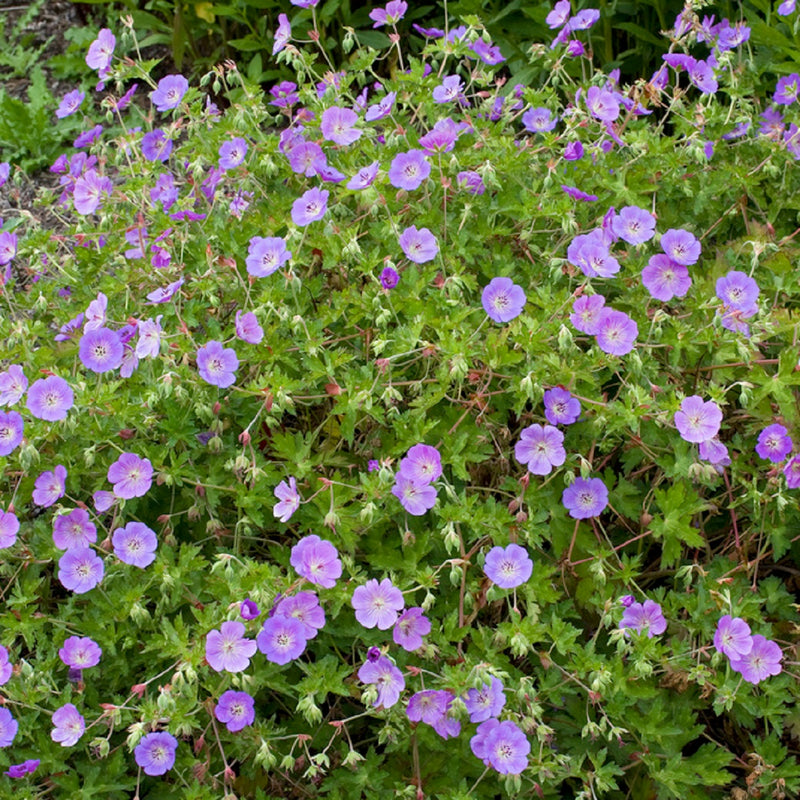 Purple Eschscholtzia Flower Seeds for Planting Hardy Variety Heirloom & GMO Free Seeds for Home Garden
Sale