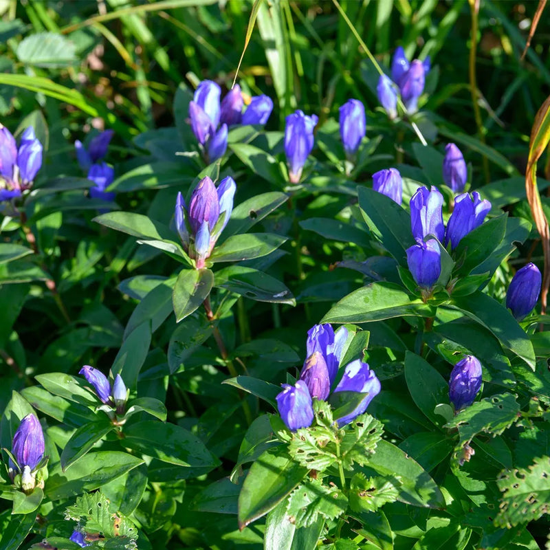Blue Gentiana Triflora Flower seeds for Planting Garden Favorite Heirloom & GMO Free Seeds for Home Garden
Sale