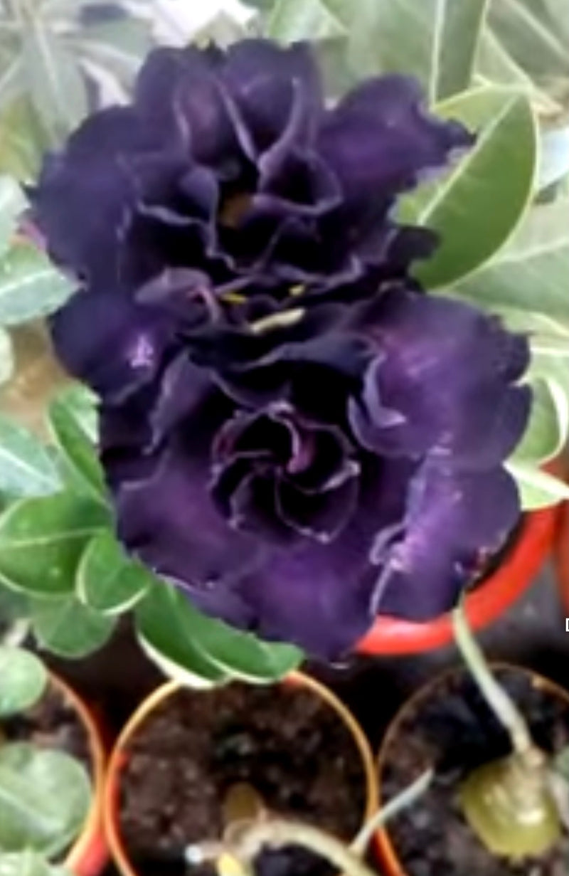 Blue Adenium Bonsai Flower seeds for Planting - Drought Tolerant, Heirloom & GMO Free Seeds for Home Garden