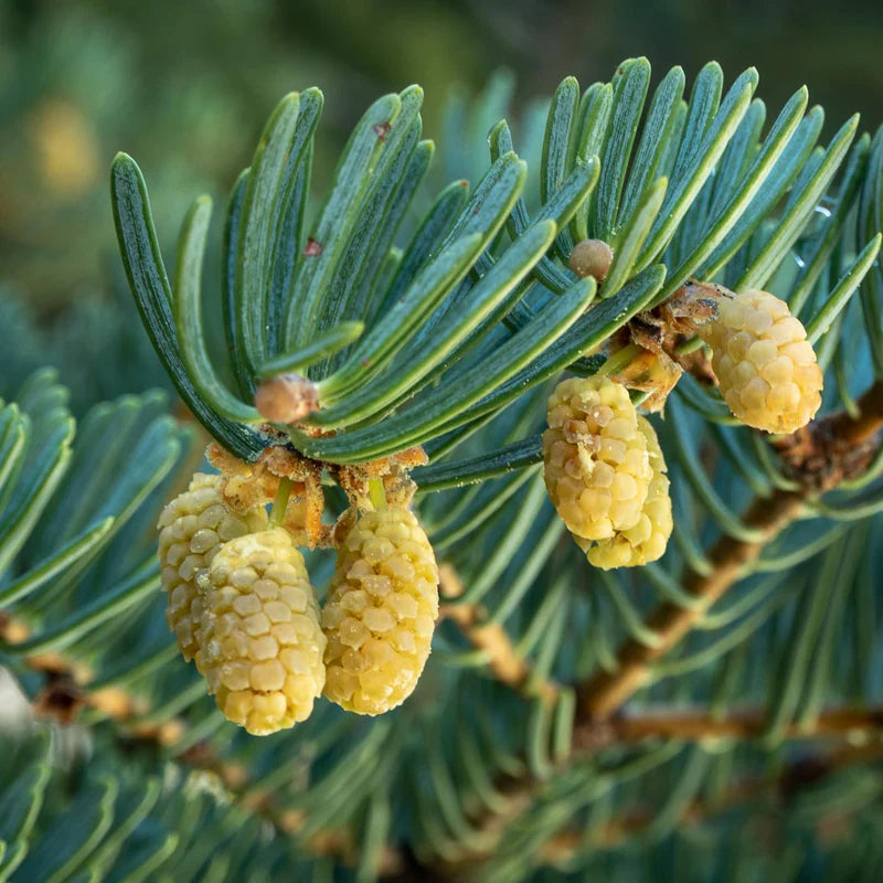 Abies Concolor Flower seeds for Planting - Cottage Garden Essential, Heirloom & GMO Free Seeds for Home Garden
Sale