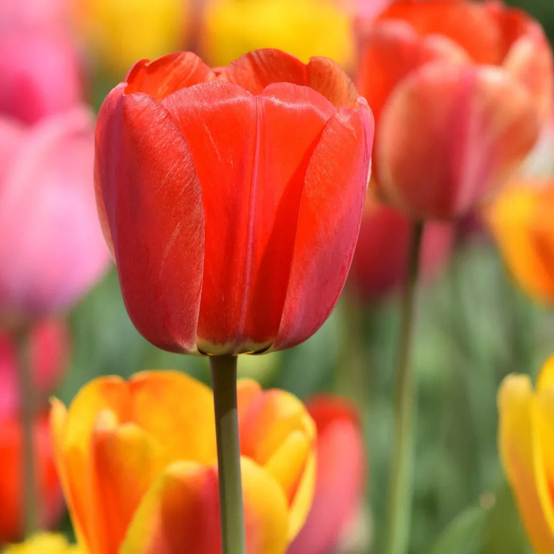 Tulip Flower seeds for Planting Vibrant Colors Heirloom & GMO Free Seeds for Home Garden
Sale seeds for home garden planting