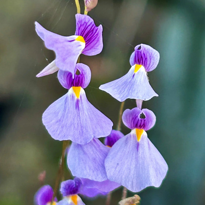 Violet Utricularia Flower seeds for Planting - Wildflower Mix, Heirloom & GMO Free Seeds for Home Garden
Sale seeds for home garden