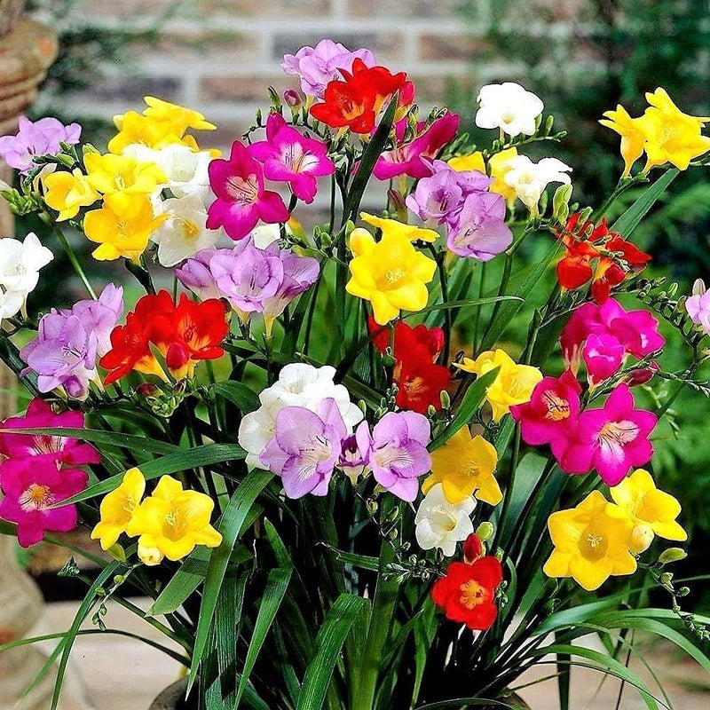 MultiColored Freesias Flower seeds for Planting Sun Loving Heirloom & GMO Free Seeds for Home Garden
Sale seeds for home garden planting