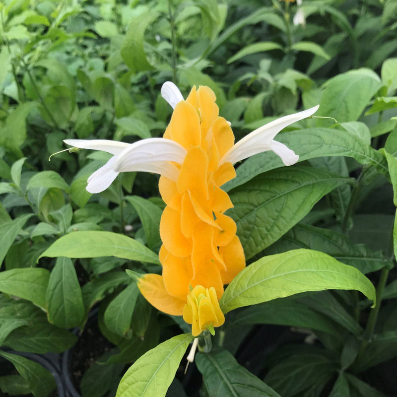 Light Yellow Pachystachys Flower seeds for Planting - Seasonal Bloomer, Heirloom & GMO Free Seeds for Home Garden
Sale seeds for home garden