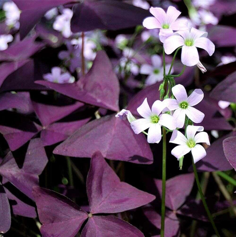 Oxalis Shamrock Flower seeds for Planting Wildflower Mix Heirloom & GMO Free Seeds for Home Garden
Sale for planting in home garden