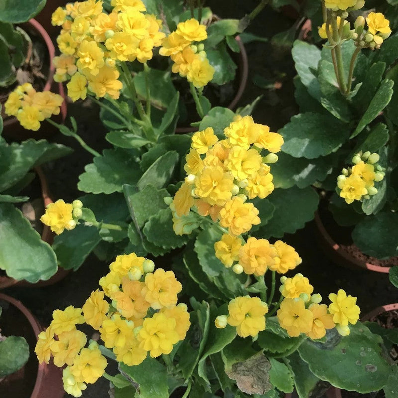 Yellow Kalanchoe Flower seeds for Planting Cottage Garden Essential Heirloom & GMO Free Seeds for Home Garden
Sale seeds for home garden planting
