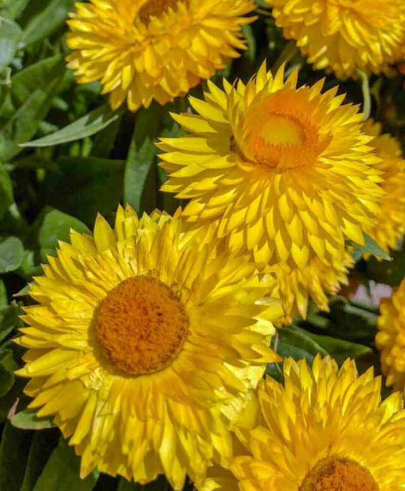 Yellow StrawFlower seeds for Planting - Garden Favorite, Heirloom & GMO Free Seeds for Home Garden
Sale seeds for home garden