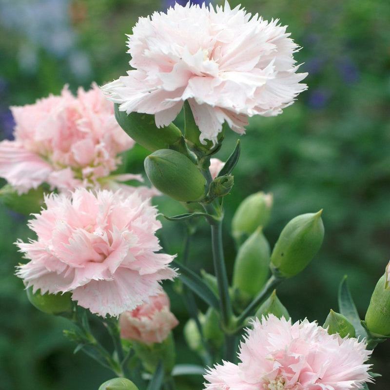 Light Pink Caryophyllus Flower seeds for Planting Bright Blooms Heirloom & GMO Free Seeds for Home Garden
Sale seeds for home garden planting