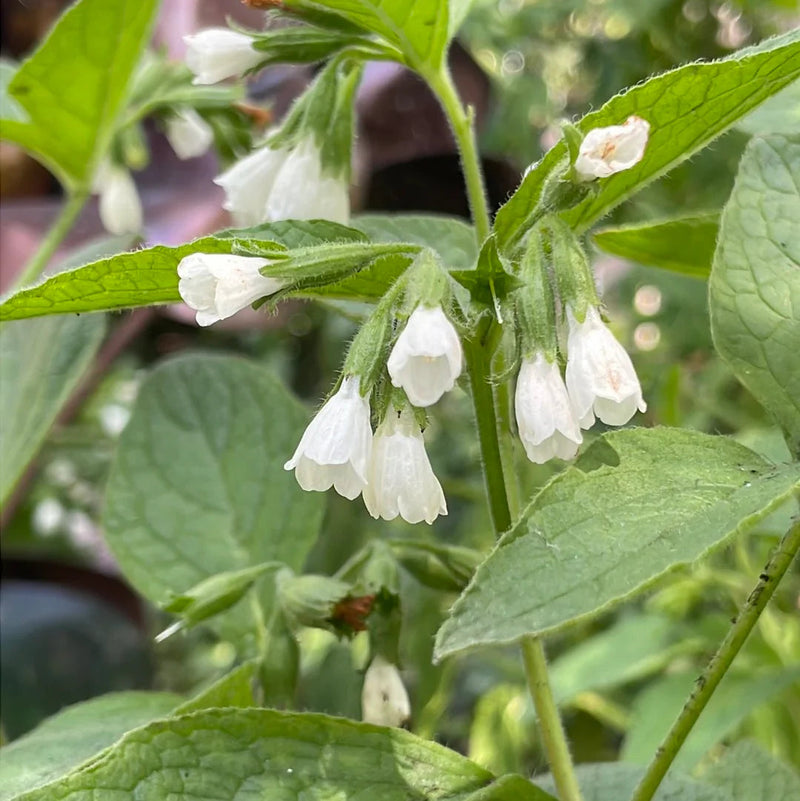 Symphytum Flower seeds for Planting Colorful Display Heirloom & GMO Free Seeds for Home Garden
Sale seeds for home garden planting