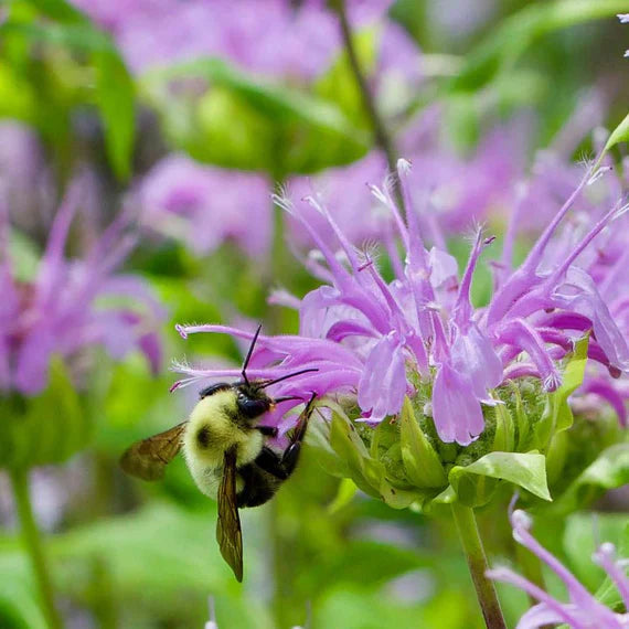 Purple Monarda Flower seeds for Planting Pollinator Friendly Heirloom & GMO Free Seeds for Home Garden
Sale seeds for home garden planting