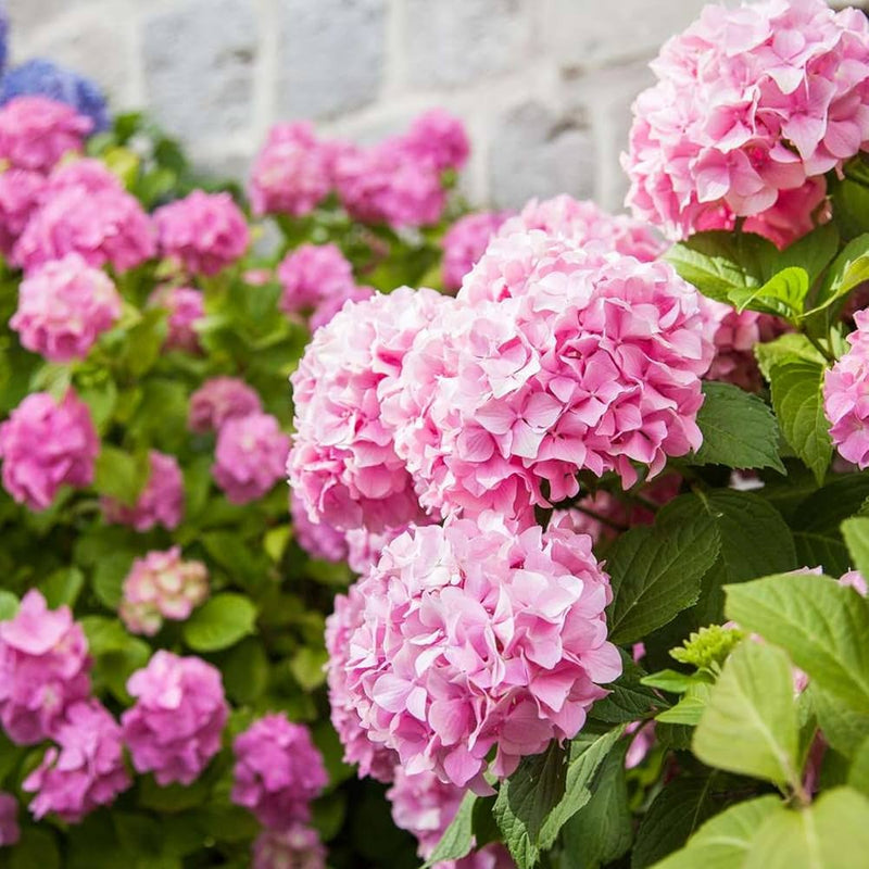 Hydrangea Flower seeds for Planting Bright Blooms Heirloom & GMO Free Seeds for Home Garden
Sale seeds for home garden planting