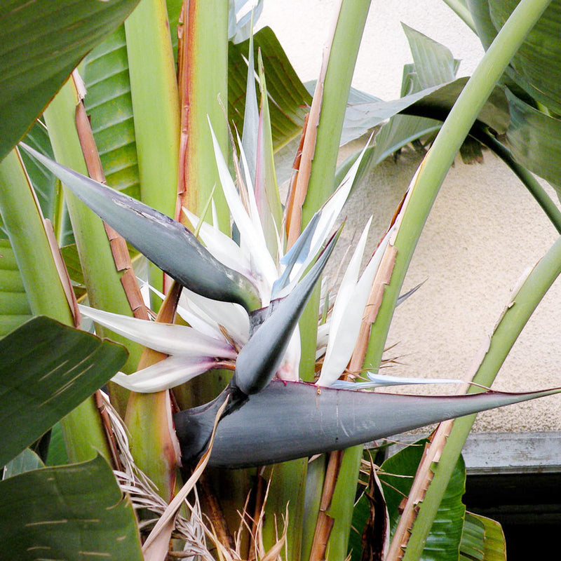 White Bird of Paradise Flower seeds for Planting Sun Loving Heirloom & GMO Free Seeds for Home Garden
Sale seeds for home garden planting