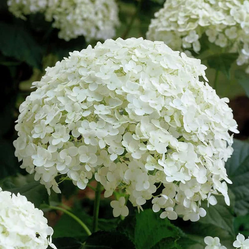 Annabelle Flower seeds for Planting Garden Favorite Heirloom & GMO Free Seeds for Home Garden
Sale seeds for home garden planting