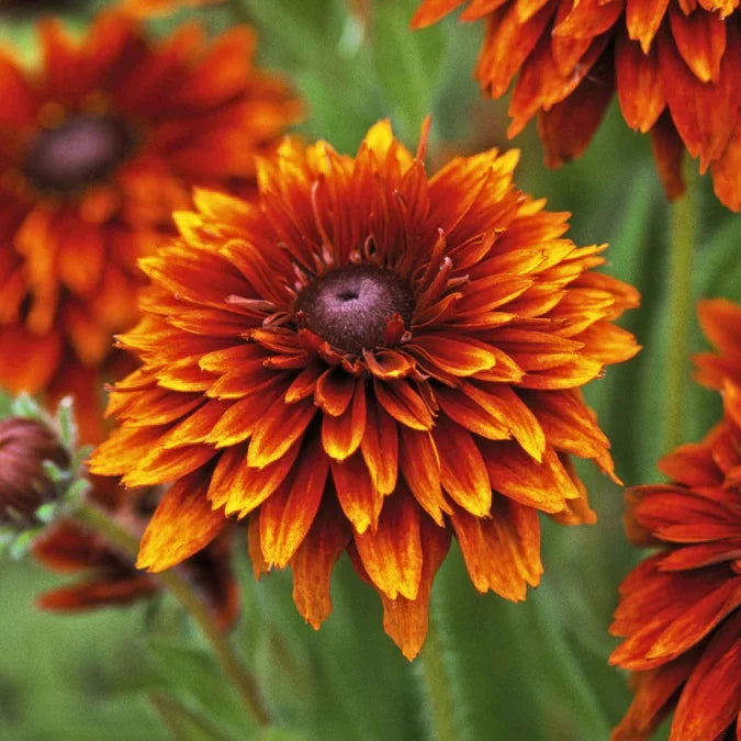 Orange Cherokee Flower seeds for Planting - Premium Quality, Heirloom & GMO Free Seeds for Home Garden
Sale seeds for planting in home garden