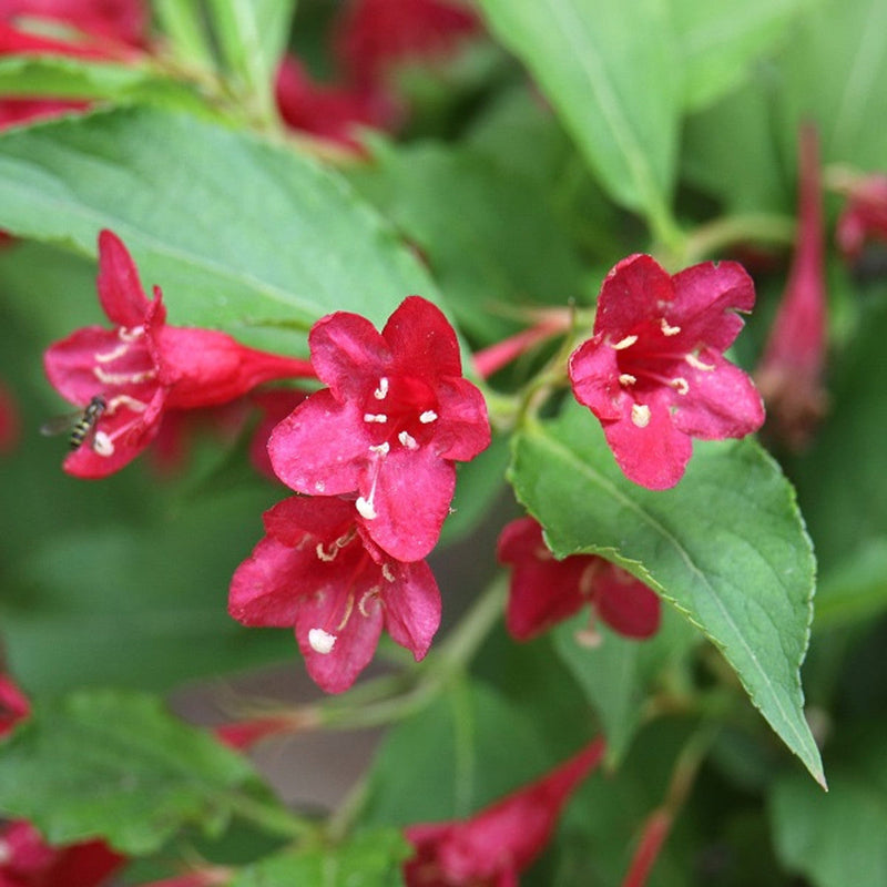 Weigela Flower seeds for Planting Drought Tolerant Heirloom & GMO Free Seeds for Home Garden
Sale seeds for home garden planting
