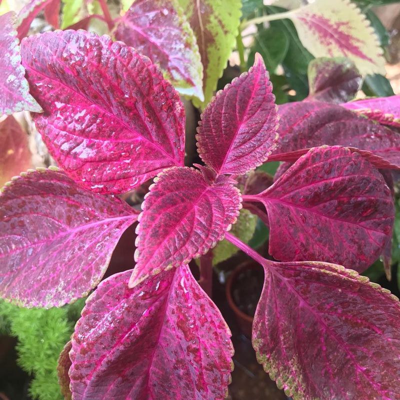 Pink Coleus Flower seeds for Planting Sun Loving Heirloom & GMO Free Seeds for Home Garden
Sale seeds for home garden planting