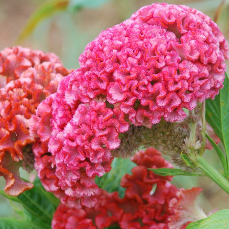 Cristata Flower seeds for Planting Garden Favorite Heirloom & GMO Free Seeds for Home Garden
Sale seeds for home garden planting