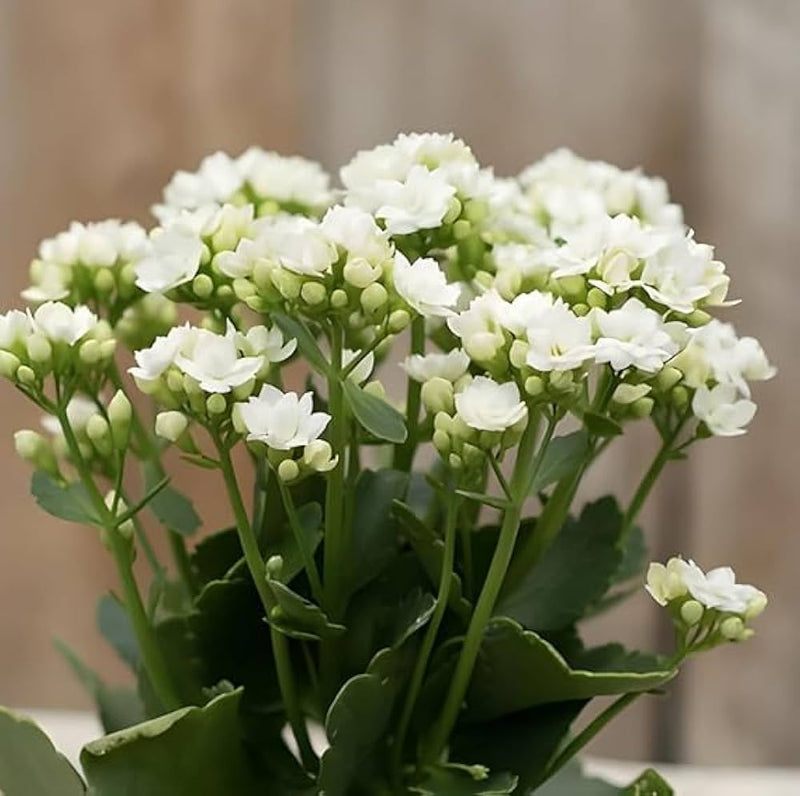 White Kalanchoe Flower seeds for Planting - Garden Favorite, Heirloom & GMO Free Seeds for Home Garden
Sale for planting in home garden
