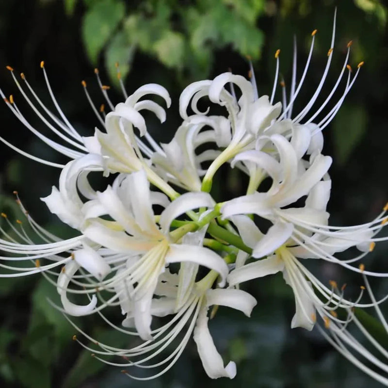 White Lycoris Radiata Flower seeds for Planting Colorful Display Heirloom & GMO Free Seeds for Home Garden
Sale seeds for home garden planting