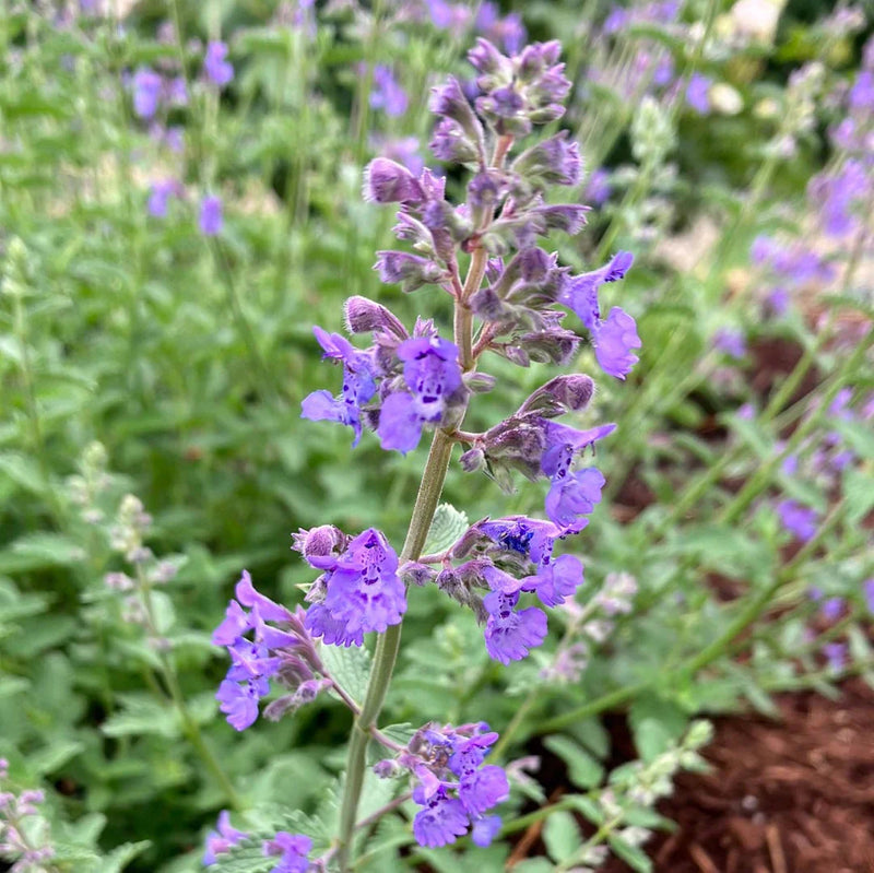 Sky Blue Mini Violet Rare Flower Seeds for Planting Easy to Grow Heirloom & GMO Free Seeds for Home Garden
Sale