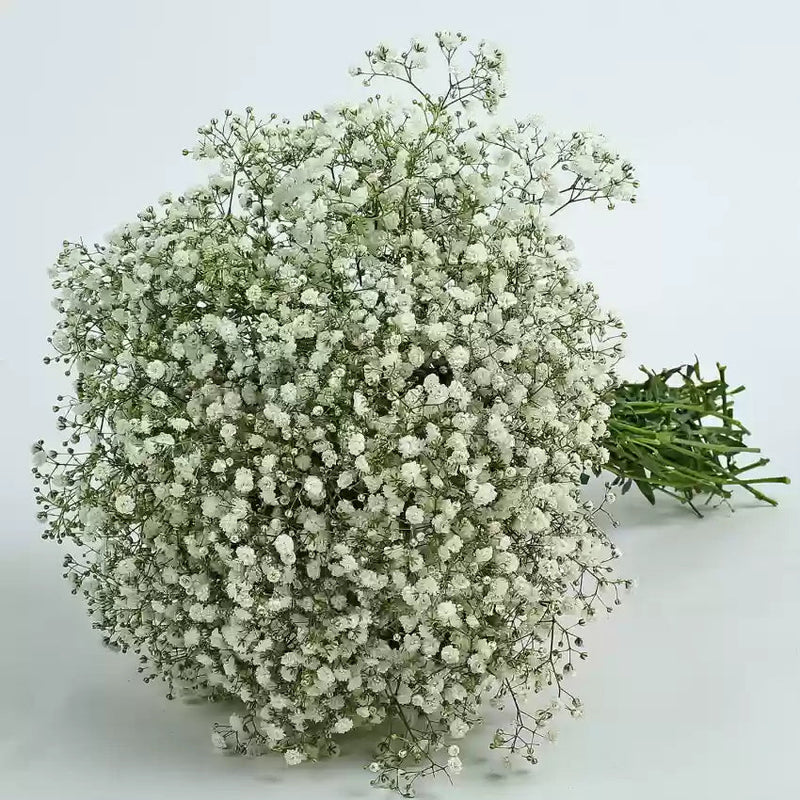 Peach Gypsophila Flower seeds for Planting - Low Maintenance, Heirloom & GMO Free Seeds for Home Garden
Sale seeds for home garden