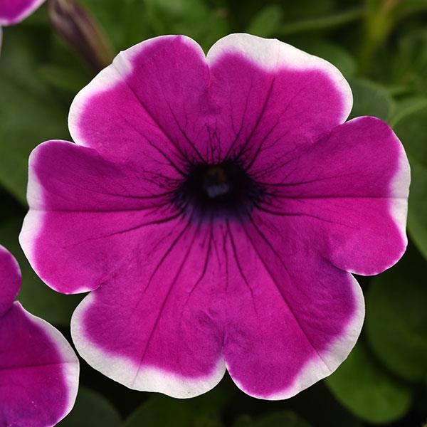 Pink Violet Hanging Petunia Flower Seeds for Planting Heirloom NONGMO Seeds Beautiful Garden Blooms
Sale