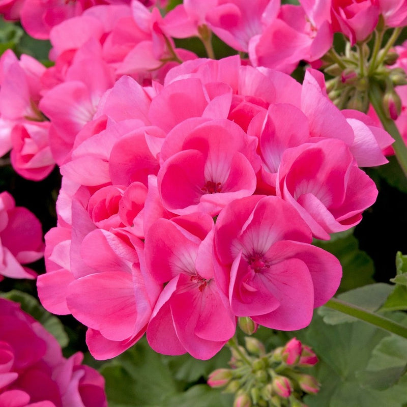 Geranium Pelargonium Flower seeds for Planting Garden Favorite Heirloom & GMO Free Seeds for Home Garden
