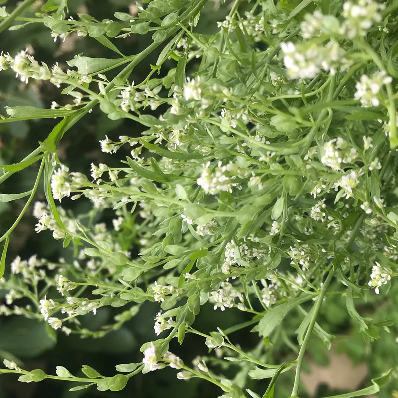 Cress Flower seeds for Planting Compact Growth Heirloom & GMO Free Seeds for Home Garden
Sale