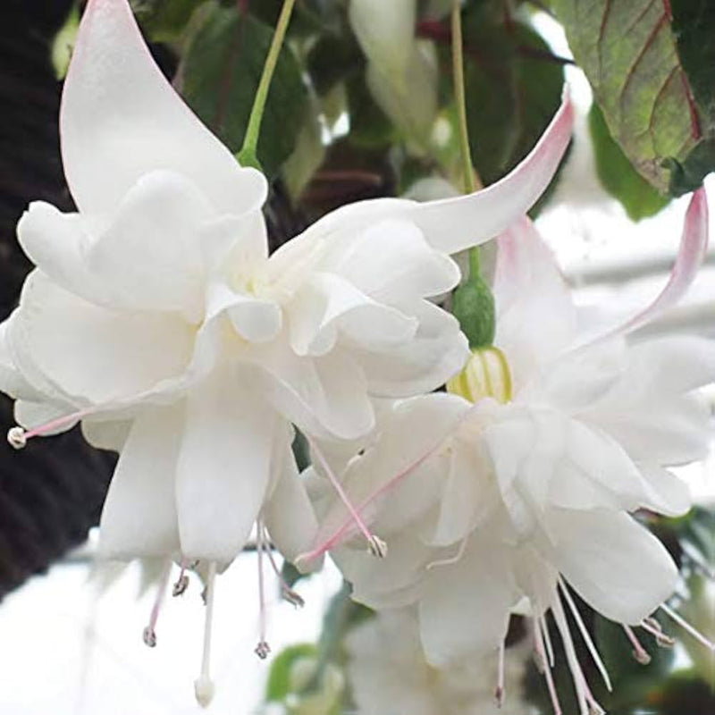 White Fuchsias Flower Seeds for Planting Sun Loving Heirloom & GMO Free Seeds for Home Garden
Sale