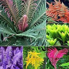 Mixed Color Fern for Planting Premium Quality Heirloom & GMO Free Seeds for Home Garden
Sale