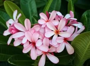 Light Pink Frangipani Flower seeds for Planting - Cut Flower Favorite, Heirloom & GMO Free Seeds for Home Garden
Sale seeds for planting in home garden