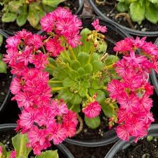Heirloom Lewisia Flower seeds for Planting Drought Tolerant Heirloom & GMO Free Seeds for Home Garden
Sale for planting in home garden