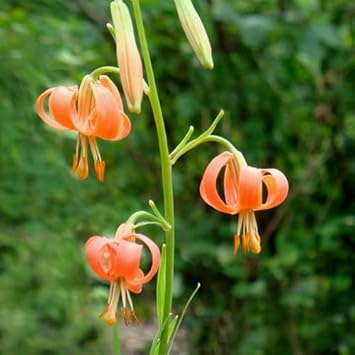 Lilium Martagon Flower seeds for Planting - Fragrant Blossoms, Heirloom & GMO Free Seeds for Home Garden
Sale seeds for planting in home garden