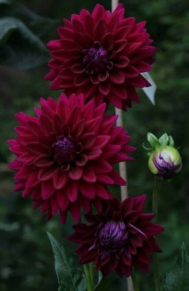 Maroon Red White Dahlia Flower Seeds for Planting Compact Growth Heirloom & GMO Free Seeds for Home Garden
Sale