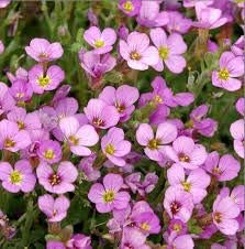 Soft Pink Rock Cress Flower seeds for Planting - Colorful Display, Heirloom & GMO Free Seeds for Home Garden
Sale seeds for home garden
