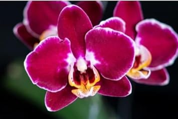 Burgundy White Phalaenopsis Orchids Seeds Flower seeds for Planting Garden Essential Heirloom & GMO Free Seeds For Home Garden
Sale for planting in home garden