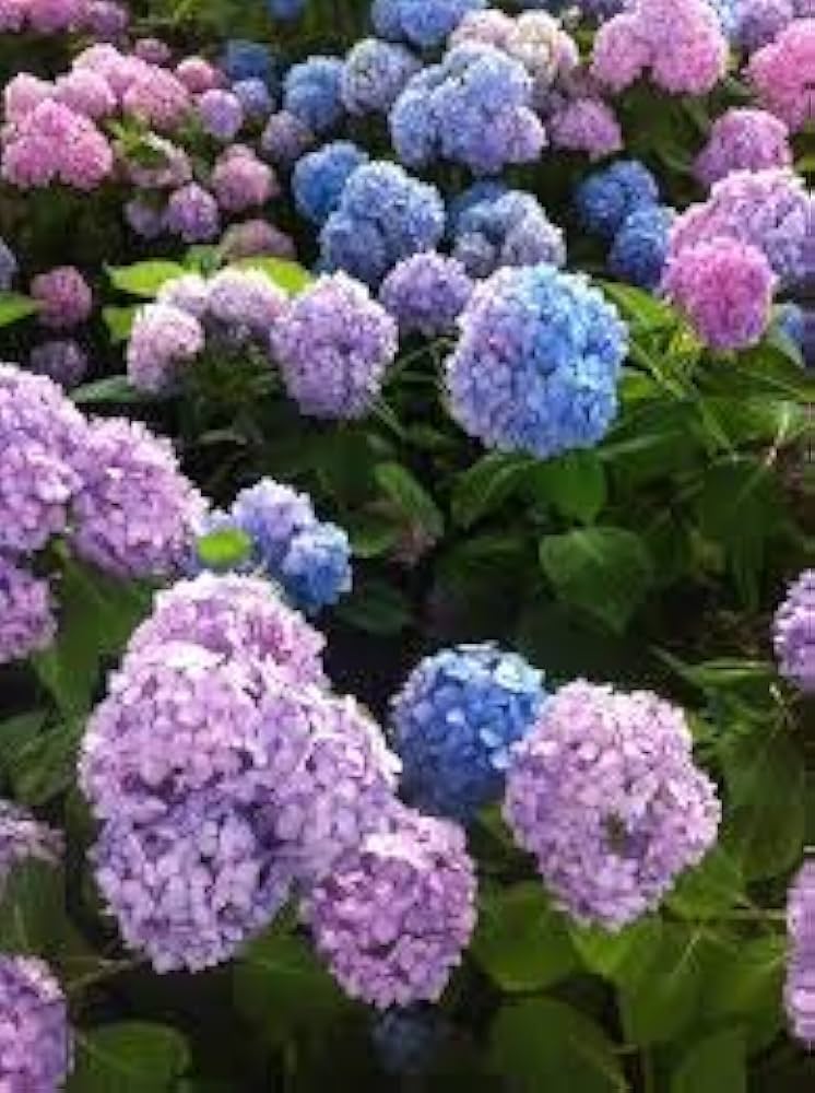 Blue White Azalea Flower Seeds for Planting Cut Flower Favorite Heirloom & GMO Free Seeds for Home Garden
Sale