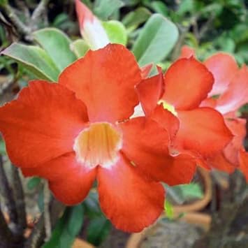 Adenium Obesum Orange Flower seeds for Planting - Seasonal Bloomer, Heirloom & GMO Free Seeds for Home Garden
Sale for planting in home garden