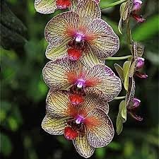 Cymbidium Orchid Flower seeds for Planting - Long Bloom Season, Heirloom & GMO Free Seeds for Home Garden
Sale seeds for home garden