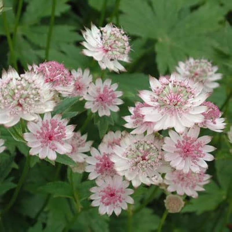 White Pink Astrantia Flower seeds for Planting - Cut Flower Favorite, Heirloom & GMO Free Seeds for Home Garden
Sale for planting in home garden.
