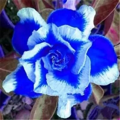 White Blue Adenium Obesum Seeds Flower seeds for Planting Colorful Display Heirloom & GMO Free Seeds for Home Garden