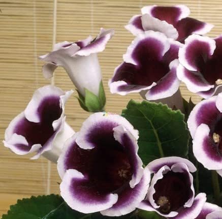 Black White Gloxinia Flower seeds for Planting - Hardy Variety, Heirloom & GMO Free Seeds for Home Garden
Sale seeds for home garden