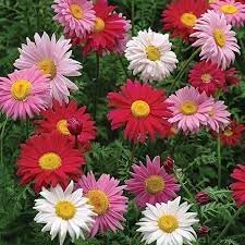 Chrysanthemum Robinson's Flower seeds for Planting Pollinator Friendly Heirloom & GMO Free Seeds for Home Garden
Sale for planting in home garden