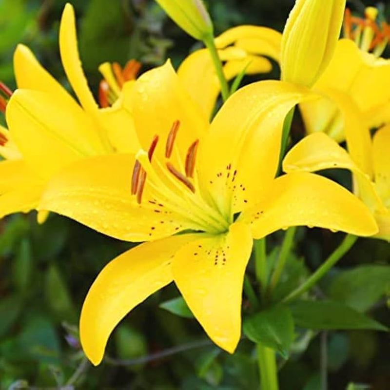 Yellow Hemerocallis Flower Seeds for Planting Wildflower Mix Heirloom & GMO Free Seeds for Home Garden
Sale