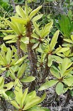 Green Euphorbia Duranii Flower seeds for Planting - Compact Growth, Heirloom & GMO Free Seeds for Home Garden
Sale seeds for home garden