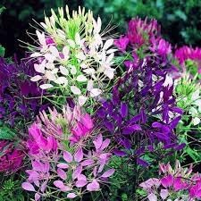 Heirloom Cleome Flower seeds for Planting Pollinator Friendly Heirloom & GMO Free Seeds for Home Garden
Sale for planting in home garden