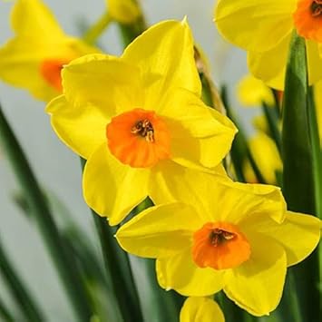 Narcissus Yellow Orange Flower seeds for Planting - Seasonal Bloomer, Heirloom & GMO Free Seeds for Home Garden
Sale for planting in home garden